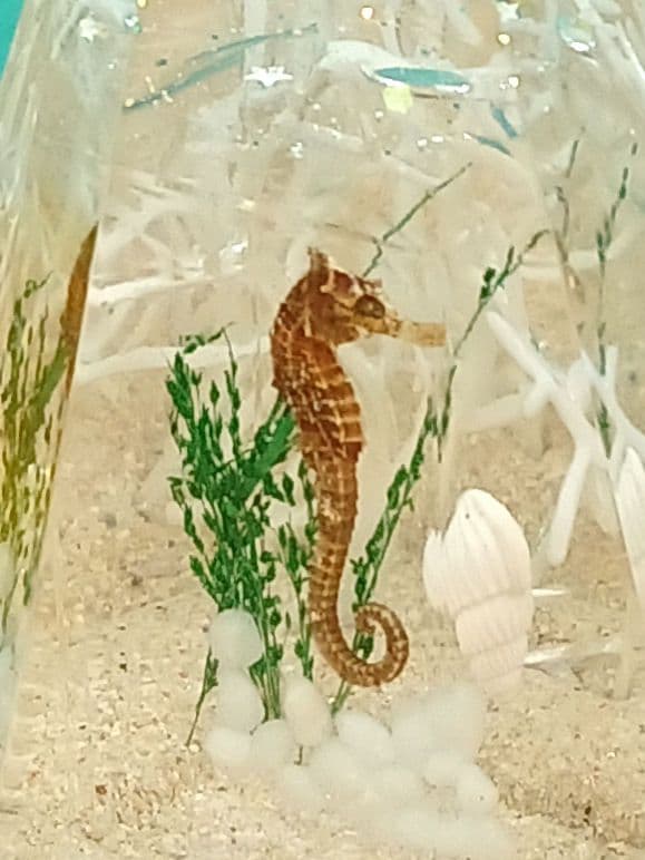 乾燥タツノオトシゴ⭐️五角錐ピラミッドオルゴナイト⭐️願い事・幸運を呼びたい