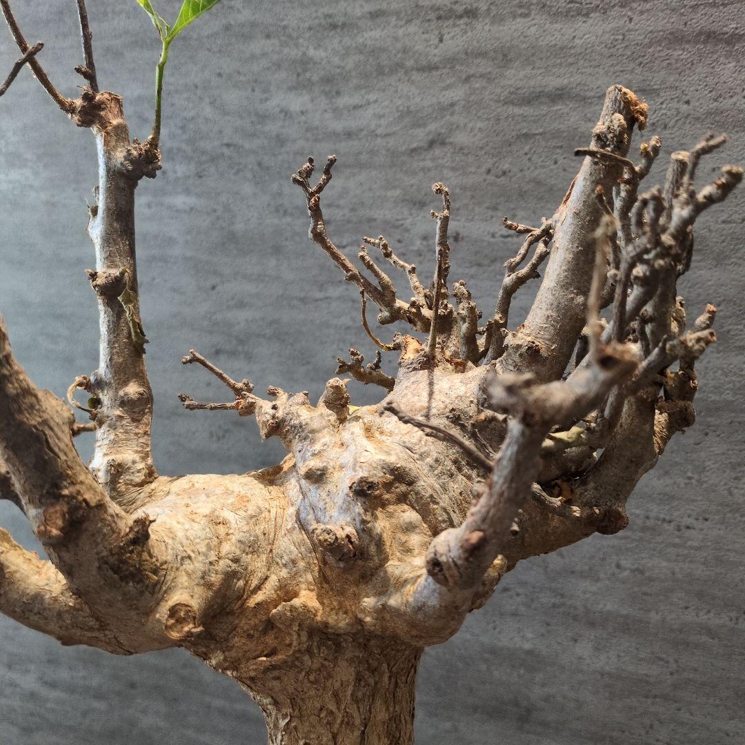 超特大 アダンソニア ディギタ バオバブ 塊根植物　パキプス　コーデックス