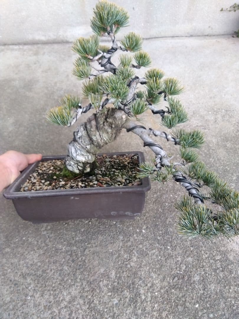 五葉松　盆栽　極太❗良樹形❗8号陶器鉢つき　②