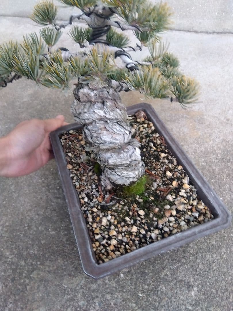 五葉松　盆栽　極太❗良樹形❗8号陶器鉢つき　②