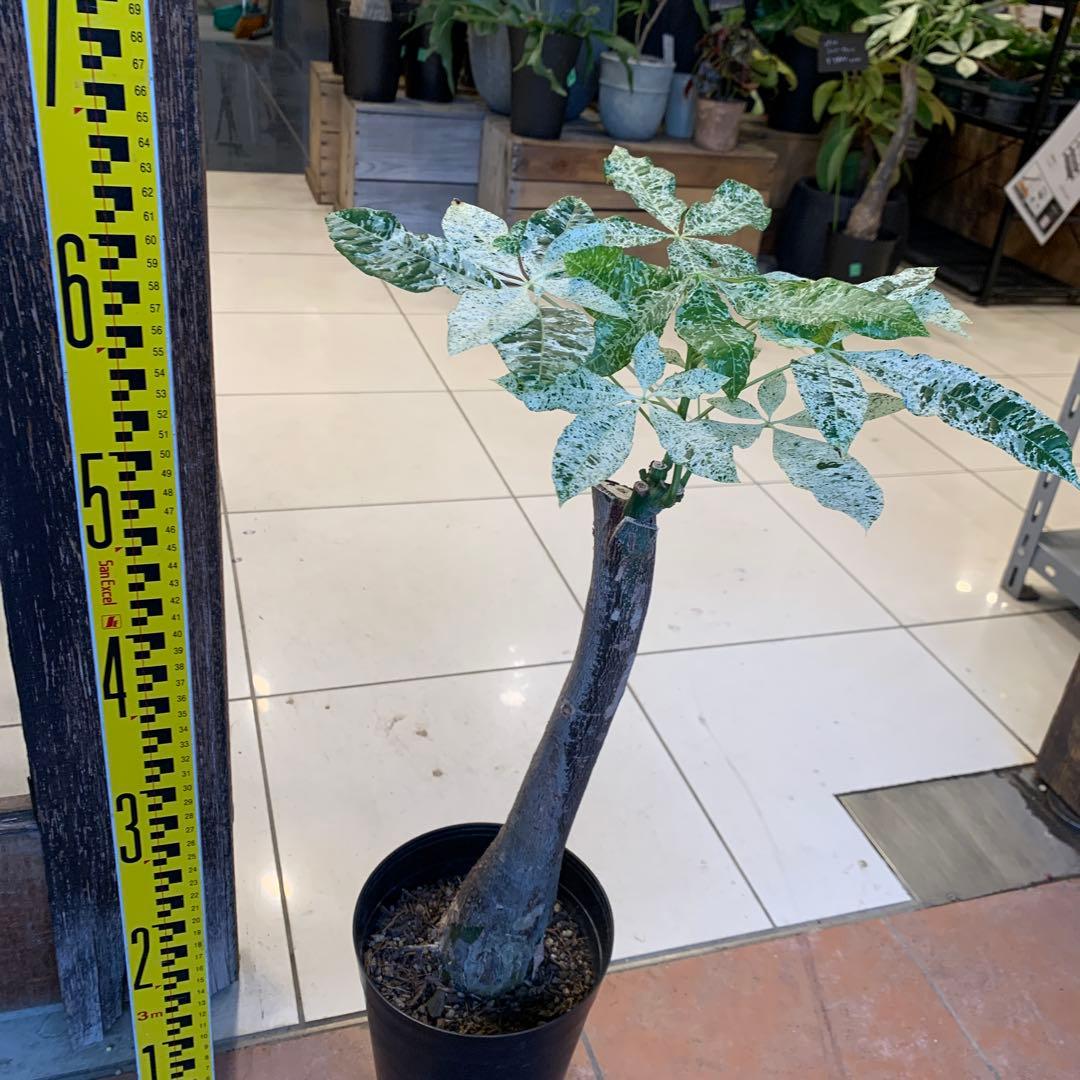 パキラ ミルキーウェイ 12