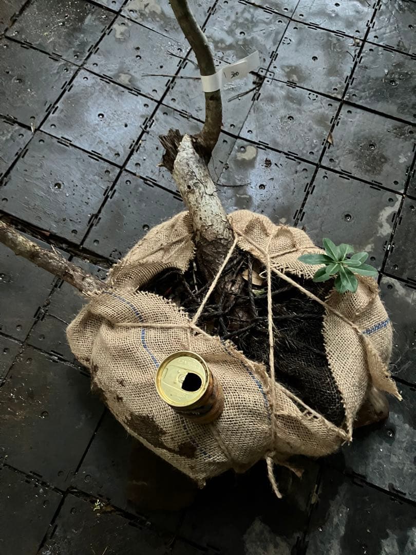 山採り　アズキナシ