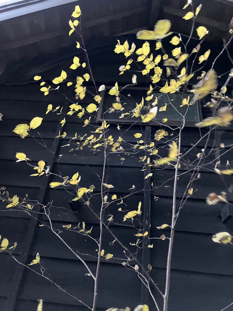 山採り　アズキナシ