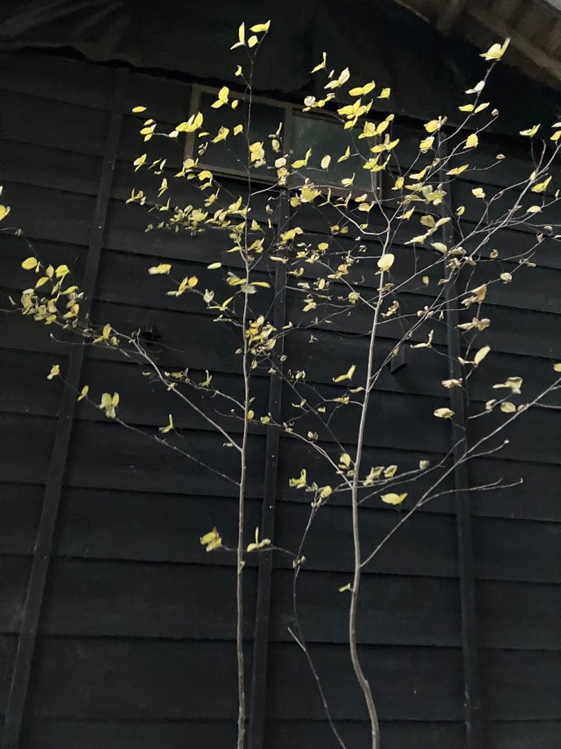 山採り　アズキナシ