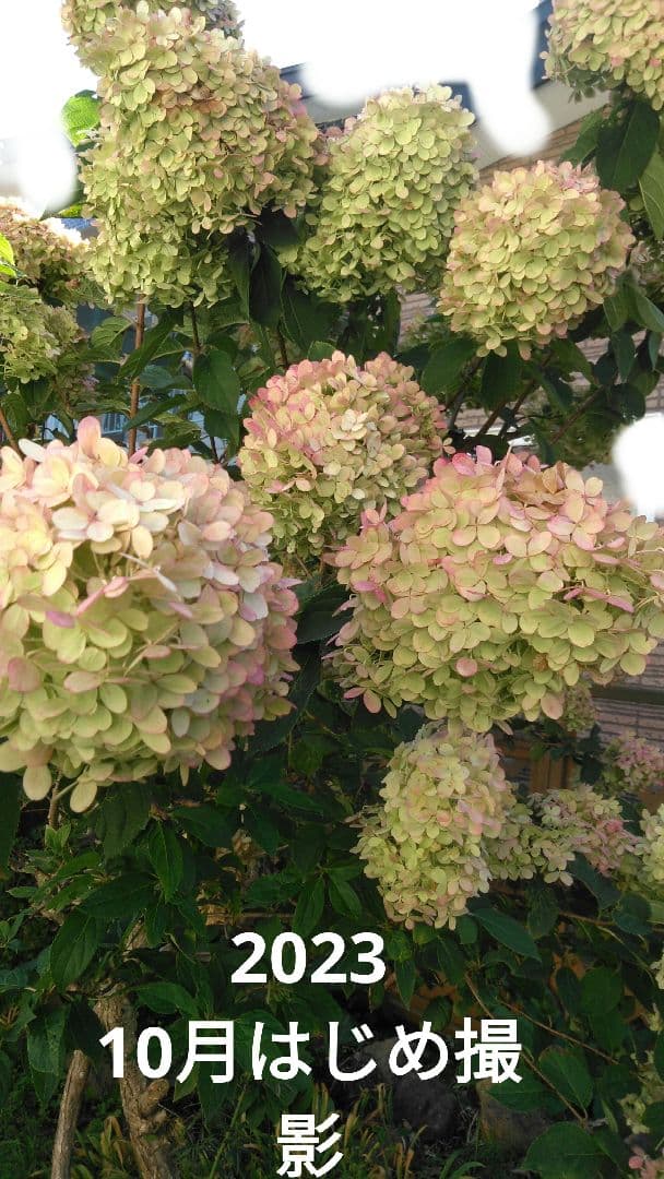 2025.9.追加ありピラミッドあじさい内容説明ご予約ページ（読む所から）