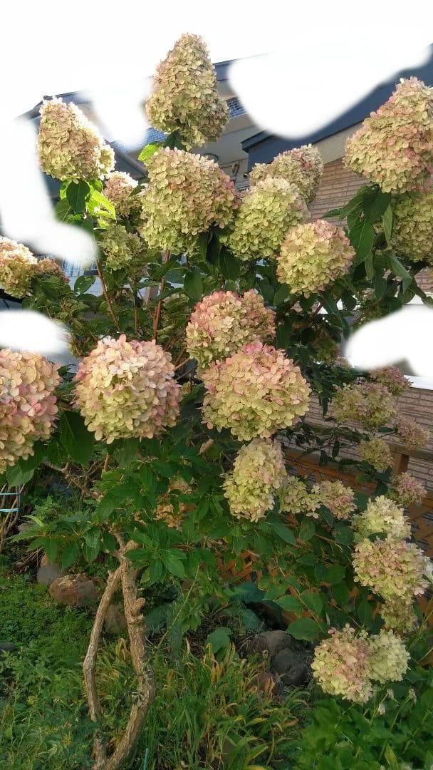 2025.9.追加ありピラミッドあじさい内容説明ご予約ページ（読む所から）