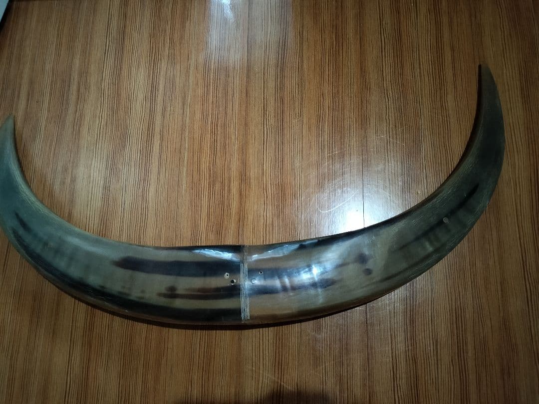 水牛つの　装飾品　インテリア　コレクター　コレクション