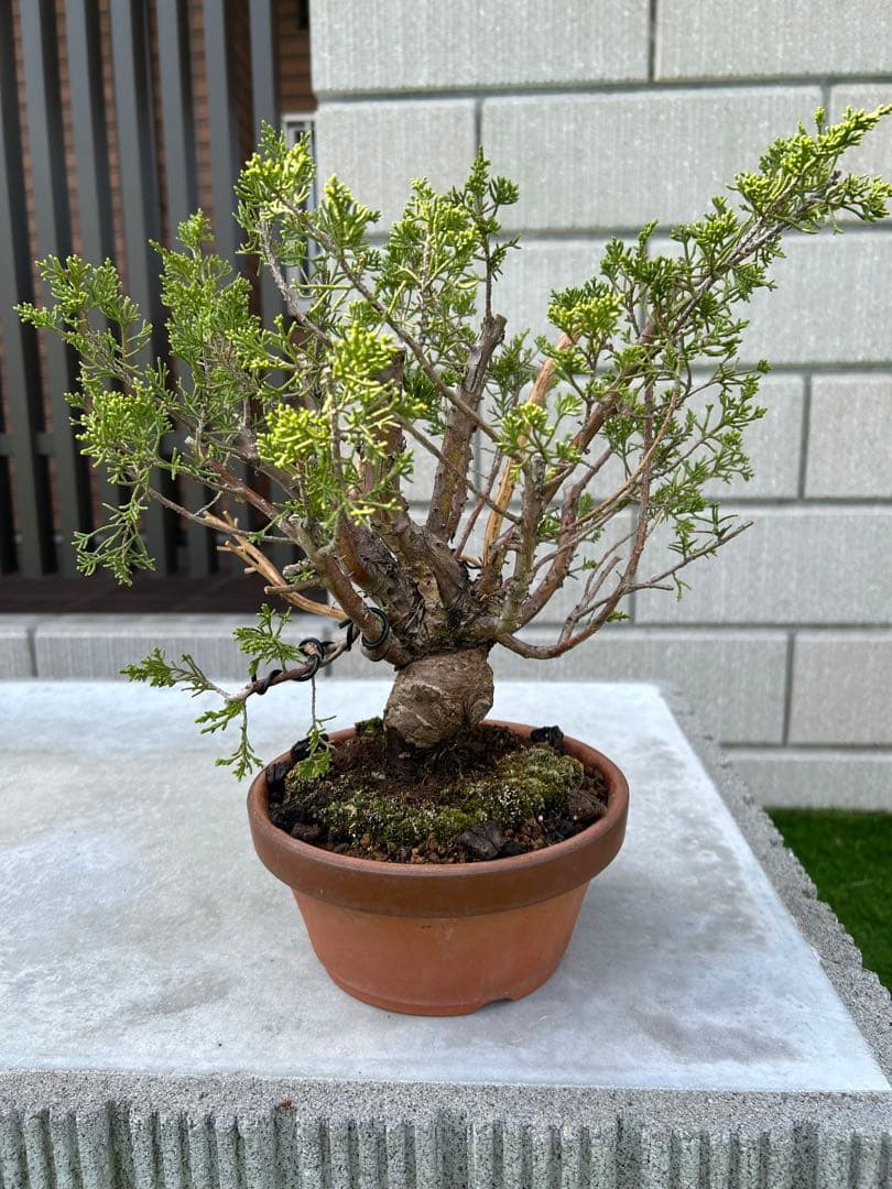 糸魚川真柏 盆栽 素材