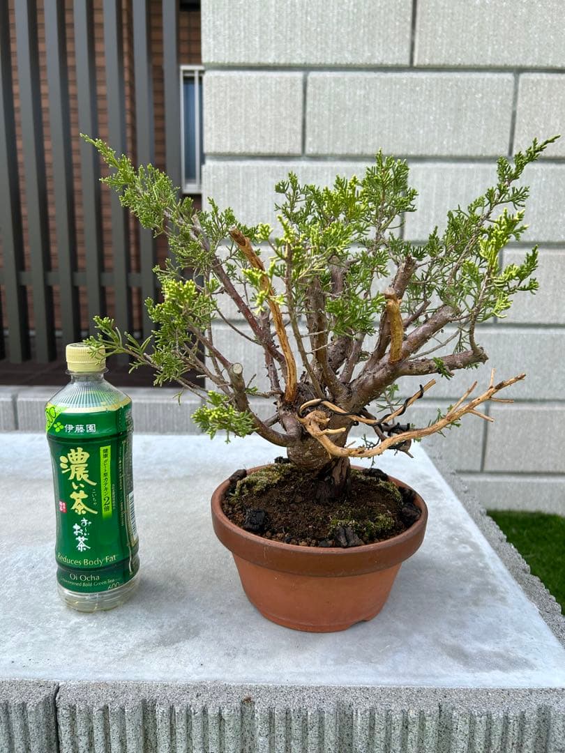 糸魚川真柏 盆栽 素材