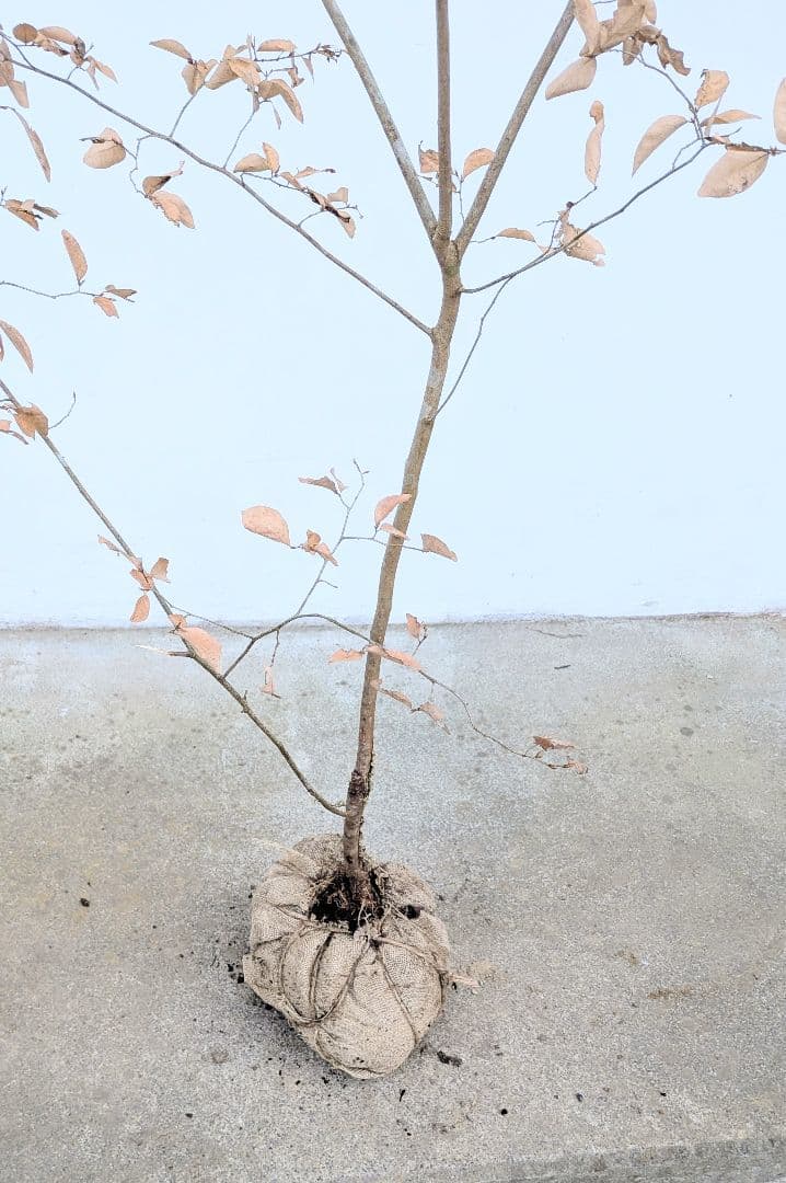 素性優良。山採りヤマコウバシ。