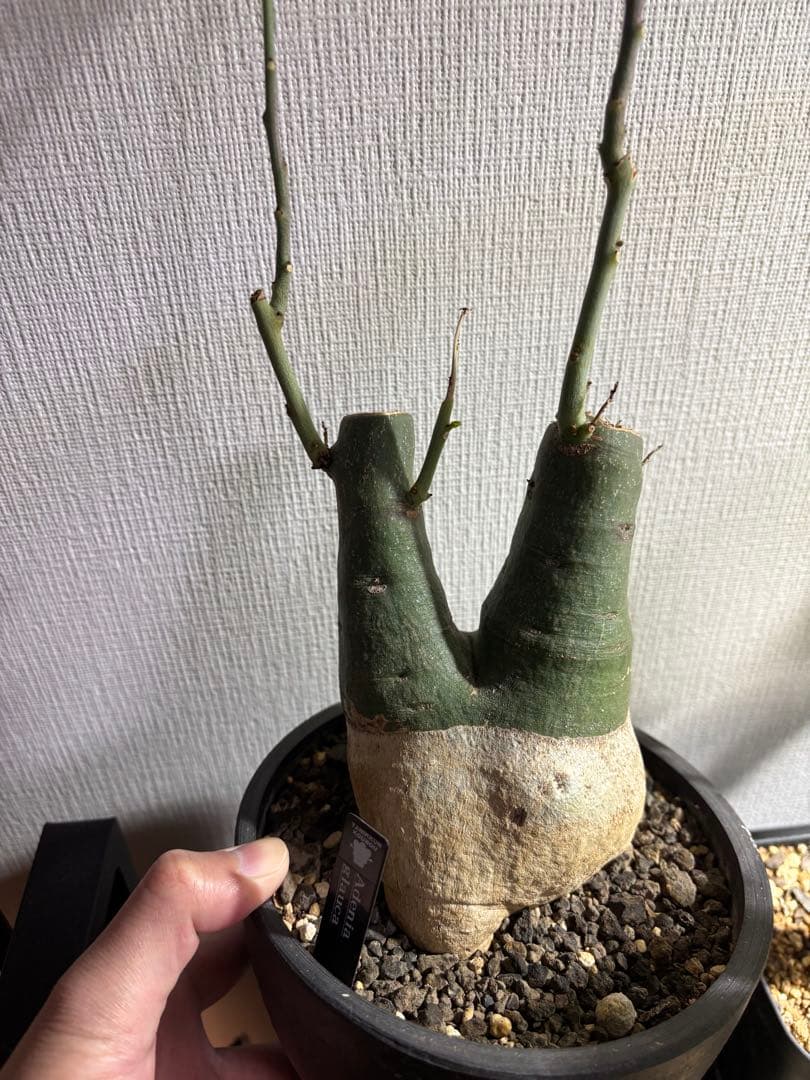 アデニアグラウカ ダブルヘッド