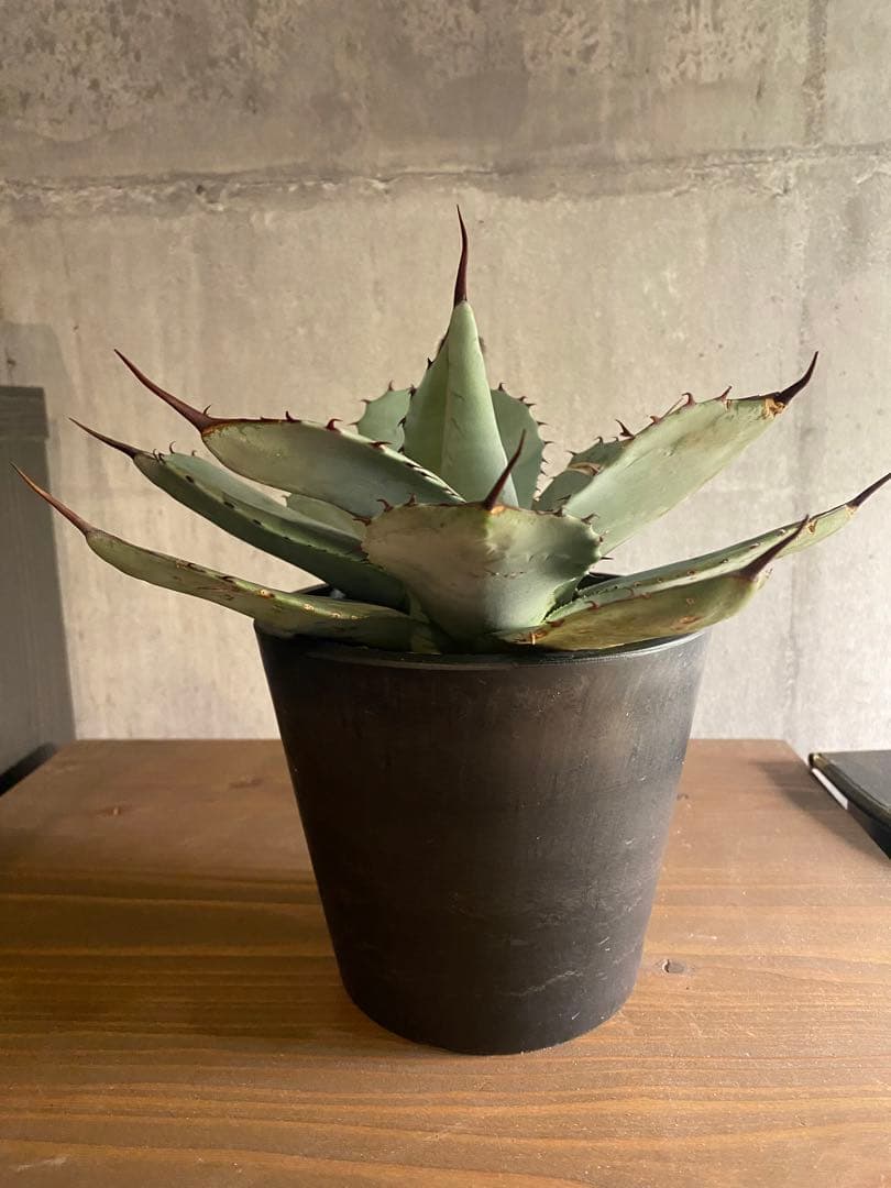 アガベ パリー 特大株