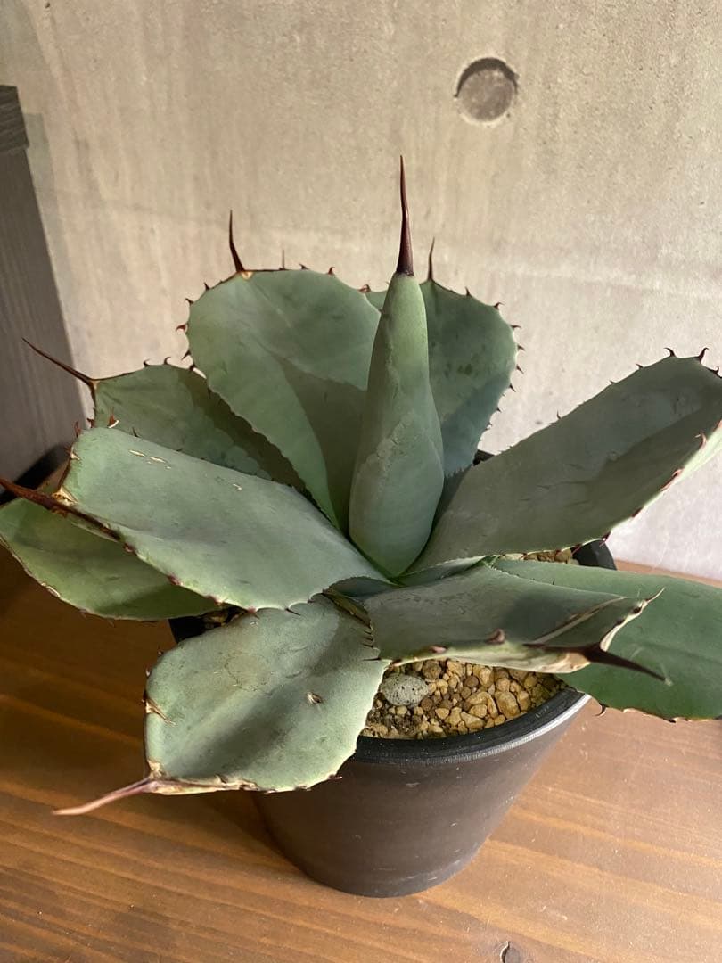 アガベ パリー 特大株