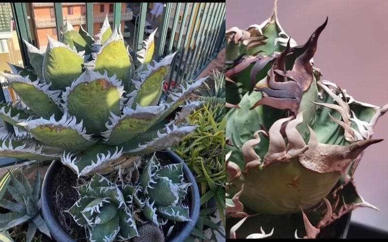 アガベ　中国ゴジラ　龍球会　天芽