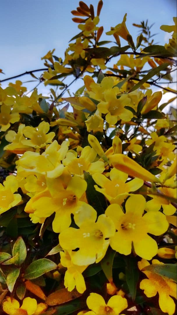 カロライナジャスミン　ポット苗　コンパクトボックス発送