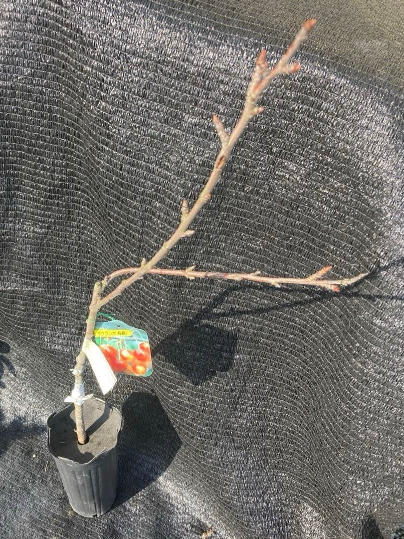 ①*:ஐ 1本で実がなる*:ஐ接木・さくらんぼ・苗木【桜桃・紅きらり】4号