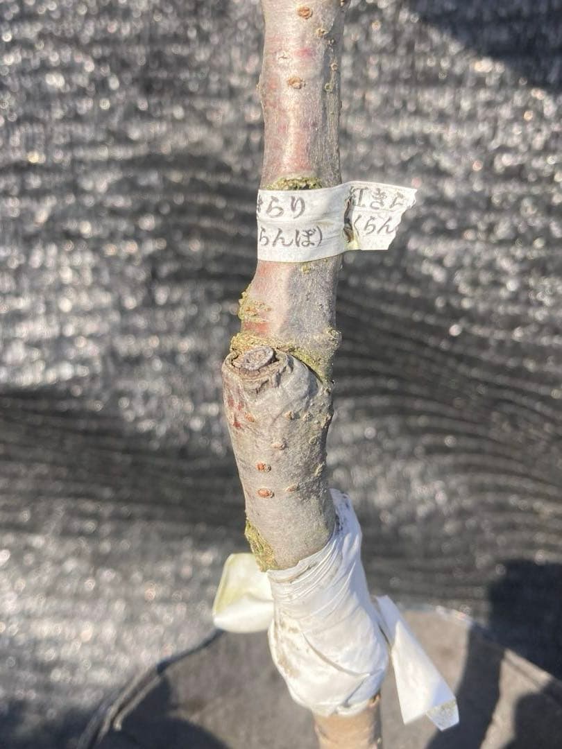 ①*:ஐ 1本で実がなる*:ஐ接木・さくらんぼ・苗木【桜桃・紅きらり】4号