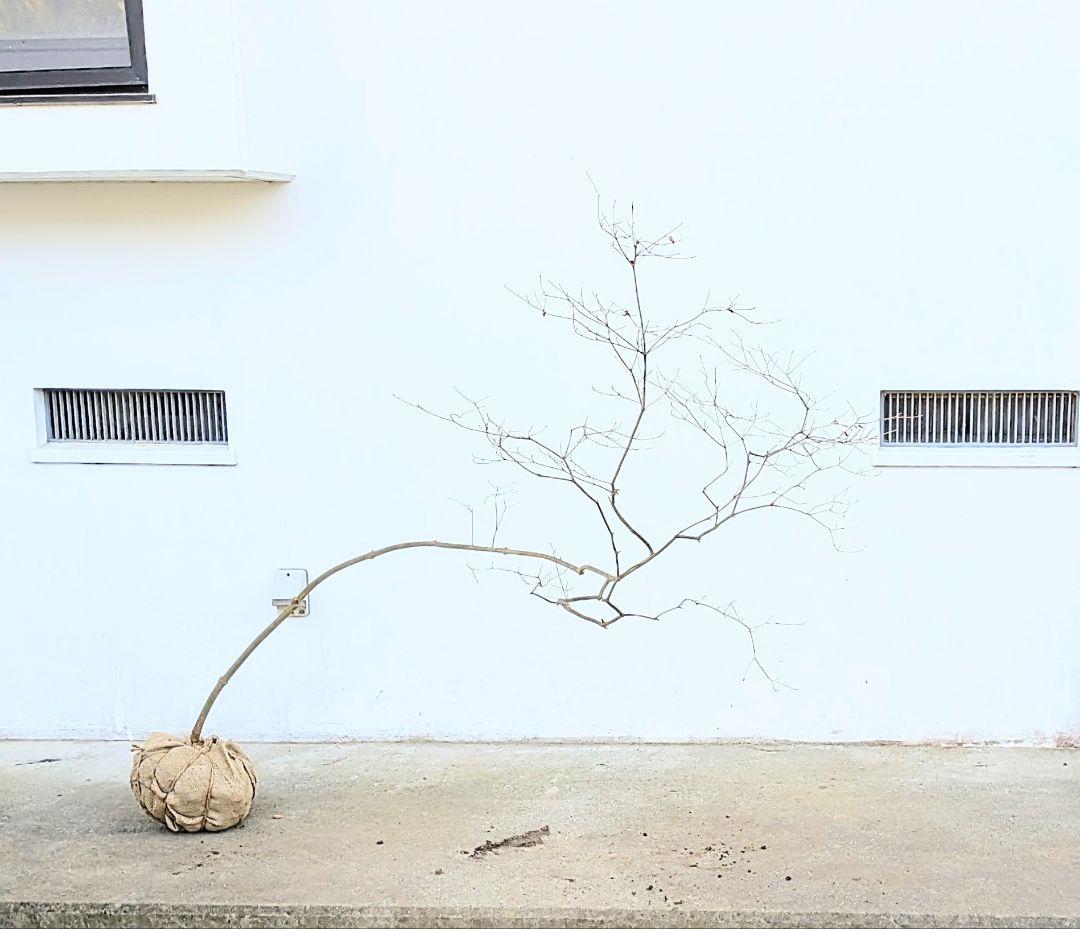 珠玉。山採りドウダンツツジ。