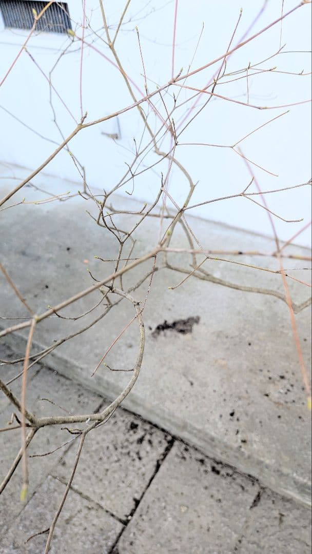 珠玉。山採りドウダンツツジ。