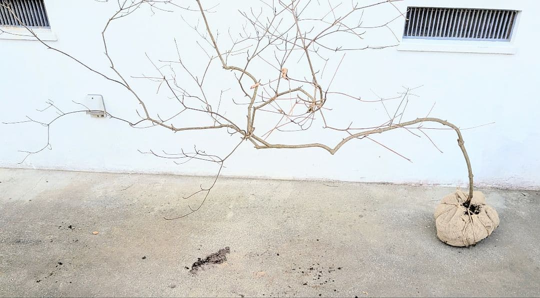 珠玉。山採りドウダンツツジ。