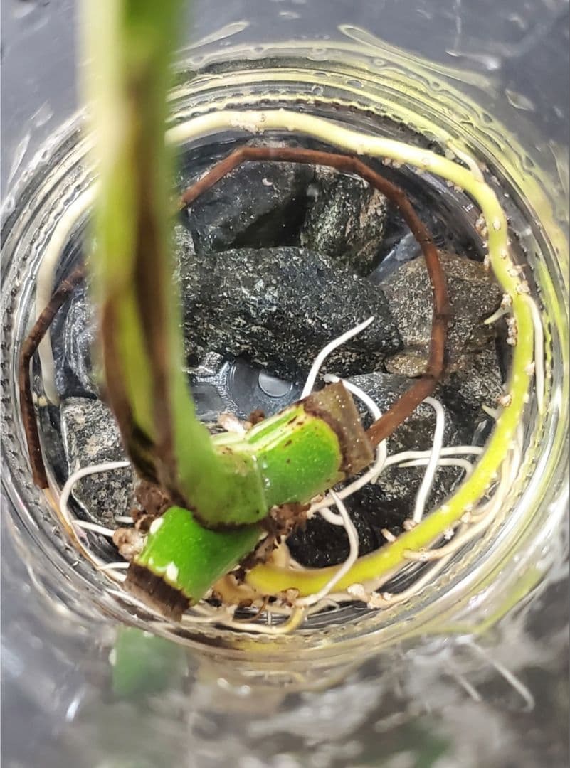 ぐんぐん岩 (ハロウィンSEAL)1㎏業務用 通常12,000円➡️8,000円