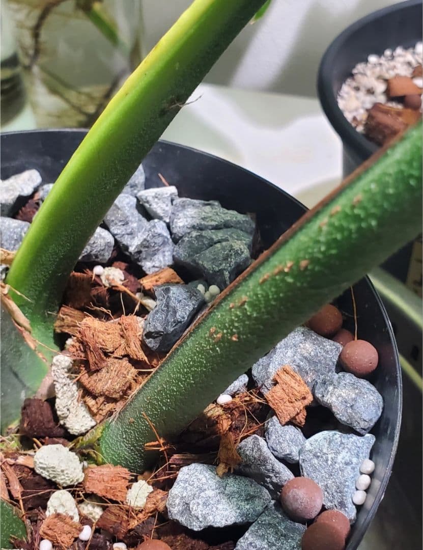 ぐんぐん岩 (ハロウィンSEAL)1㎏業務用 通常12,000円➡️8,000円