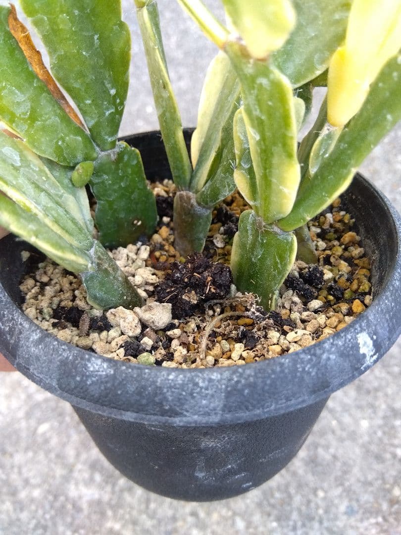 シャコバサボテン　斑入り　3.5号鉢つき　4株群生❗　か