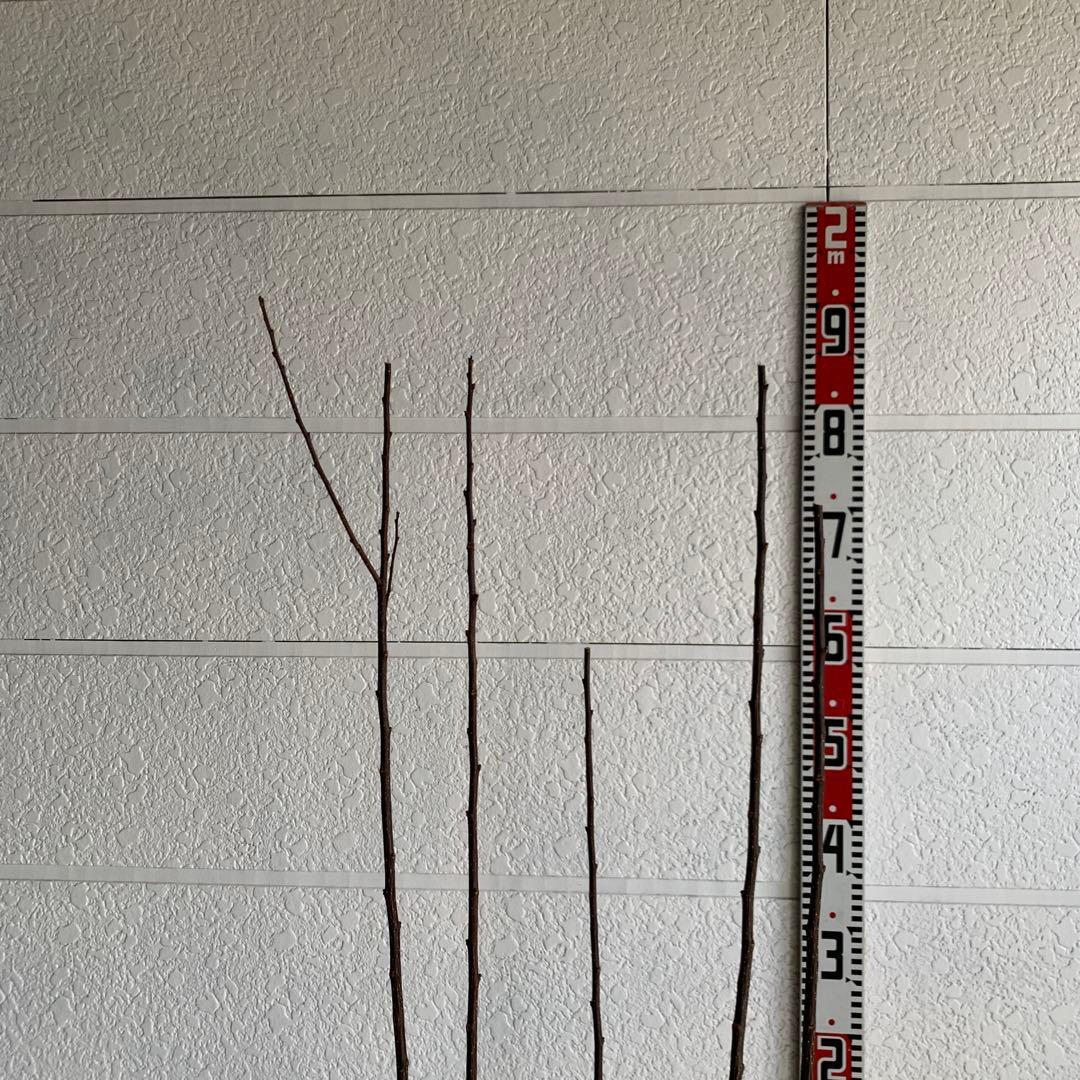 朝倉山椒　約180cm 根巻【サンショウ/実山椒/山椒/ハジカミ/木の実】41