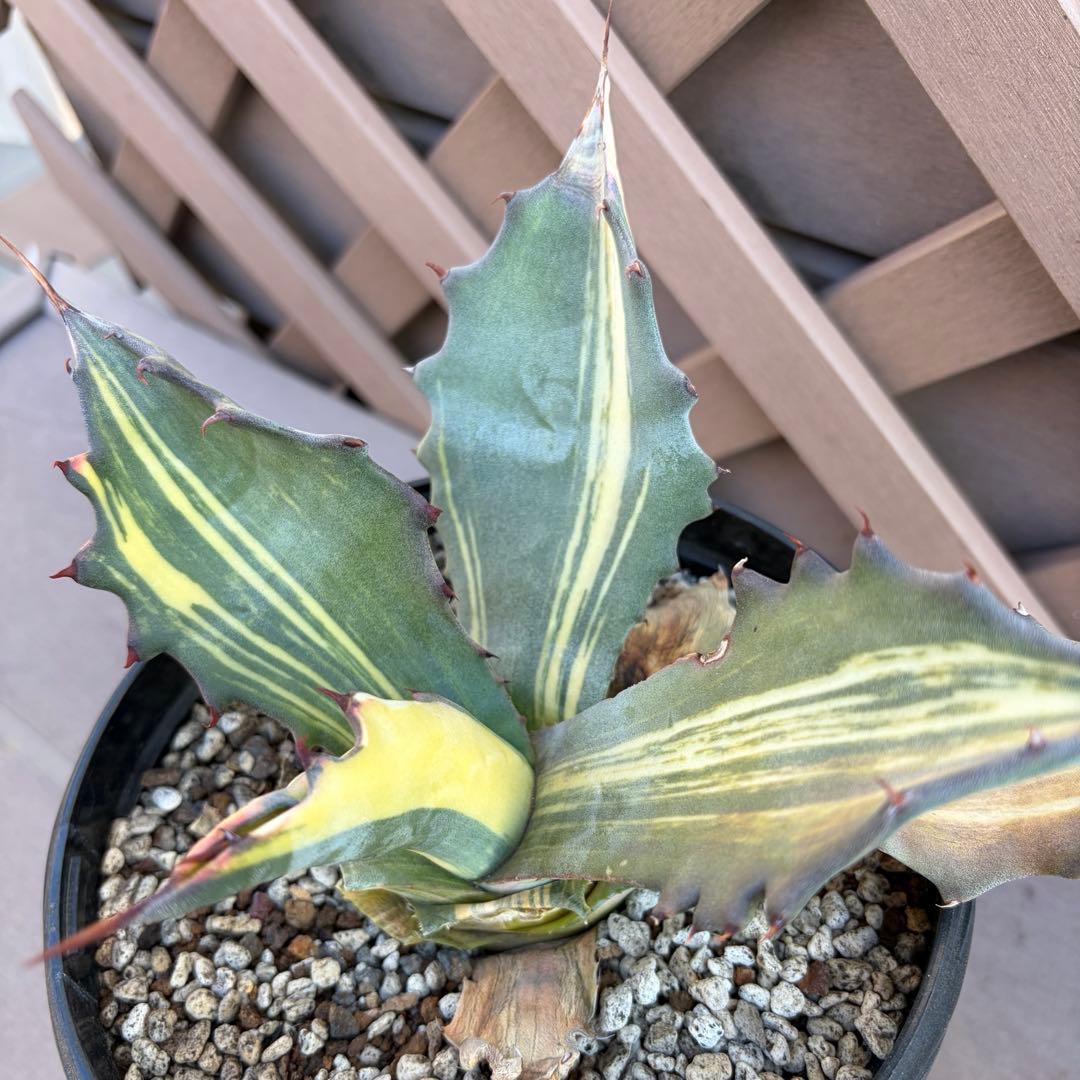 アガベ　美株　大株　サルミアナフェロックス錦　刷斑　縞斑