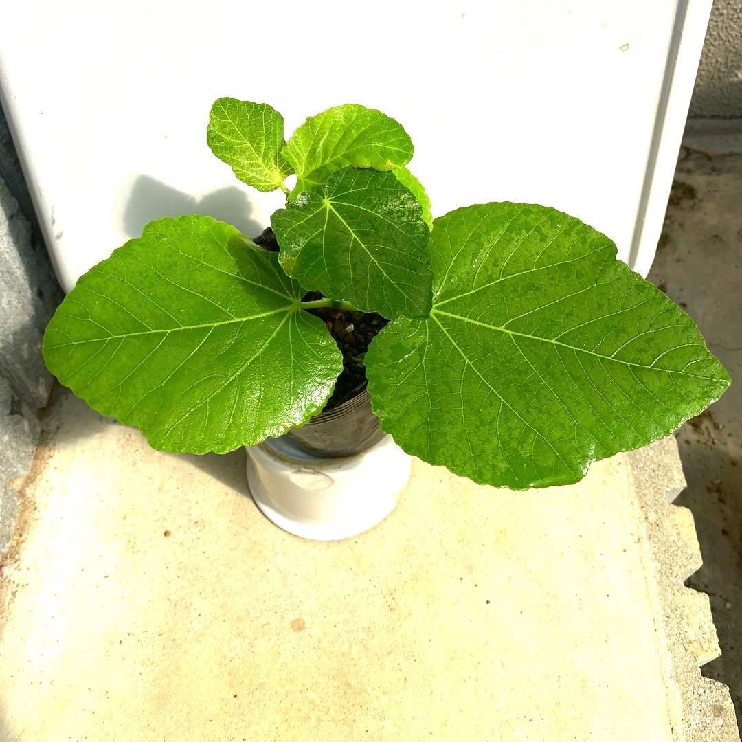 イチジクの良苗。Black Madeira