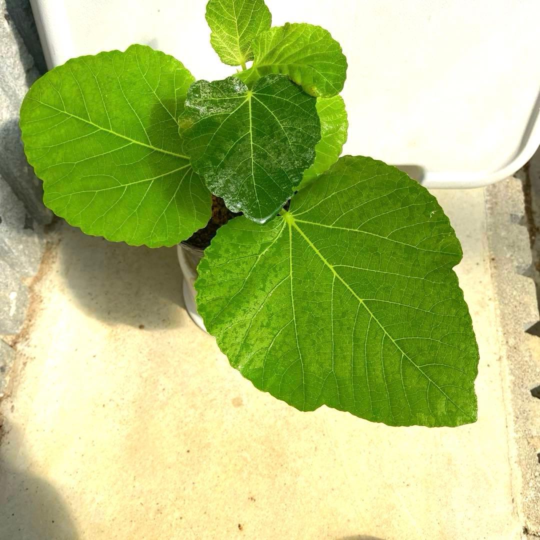 イチジクの良苗。Black Madeira