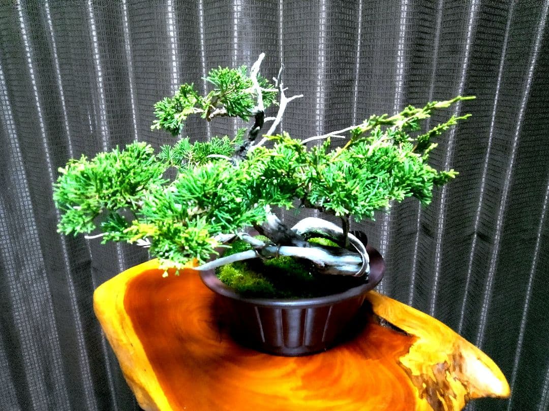 【山採り 糸魚川真柏盆栽】　　　　　　　　　⭕9枚目完成❗培養中…