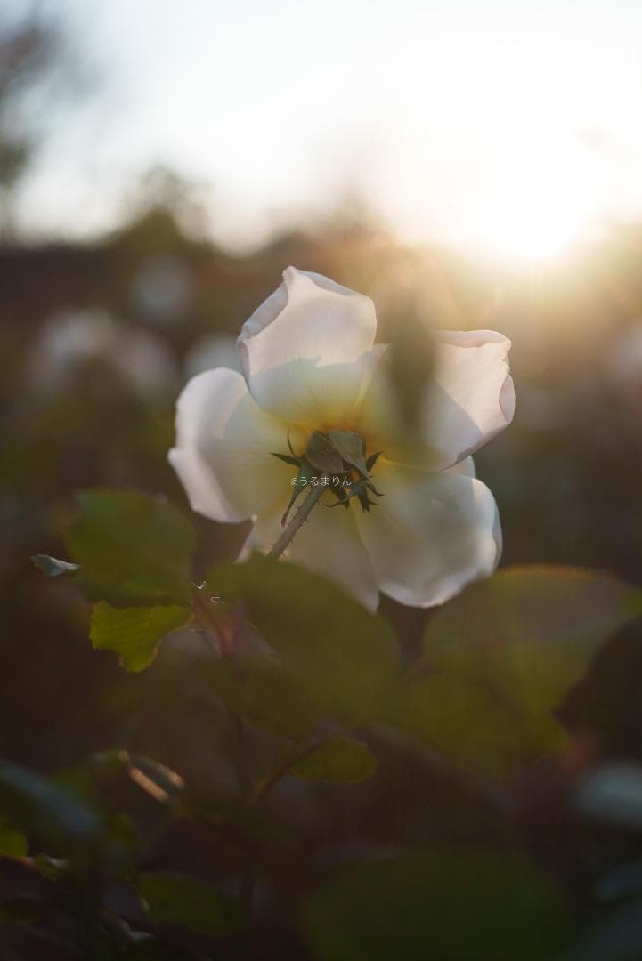 ぬれがらす様現代最小の標準！Elmar-M 50mm F2.8 E39
