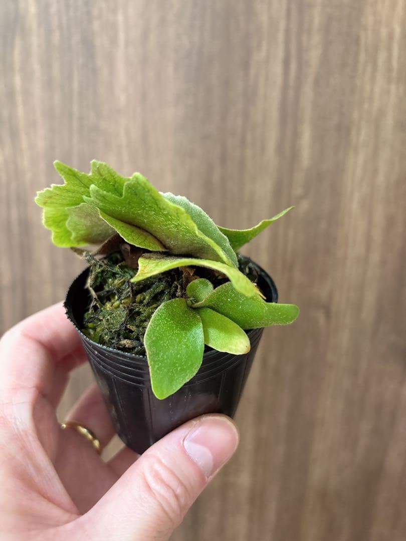 トンコツ【2026/1/1まで限定専用】