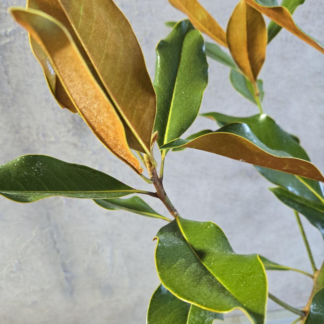 ①　タイサンボク　「リトルジャム」　特大苗木最高等級極上品‼️