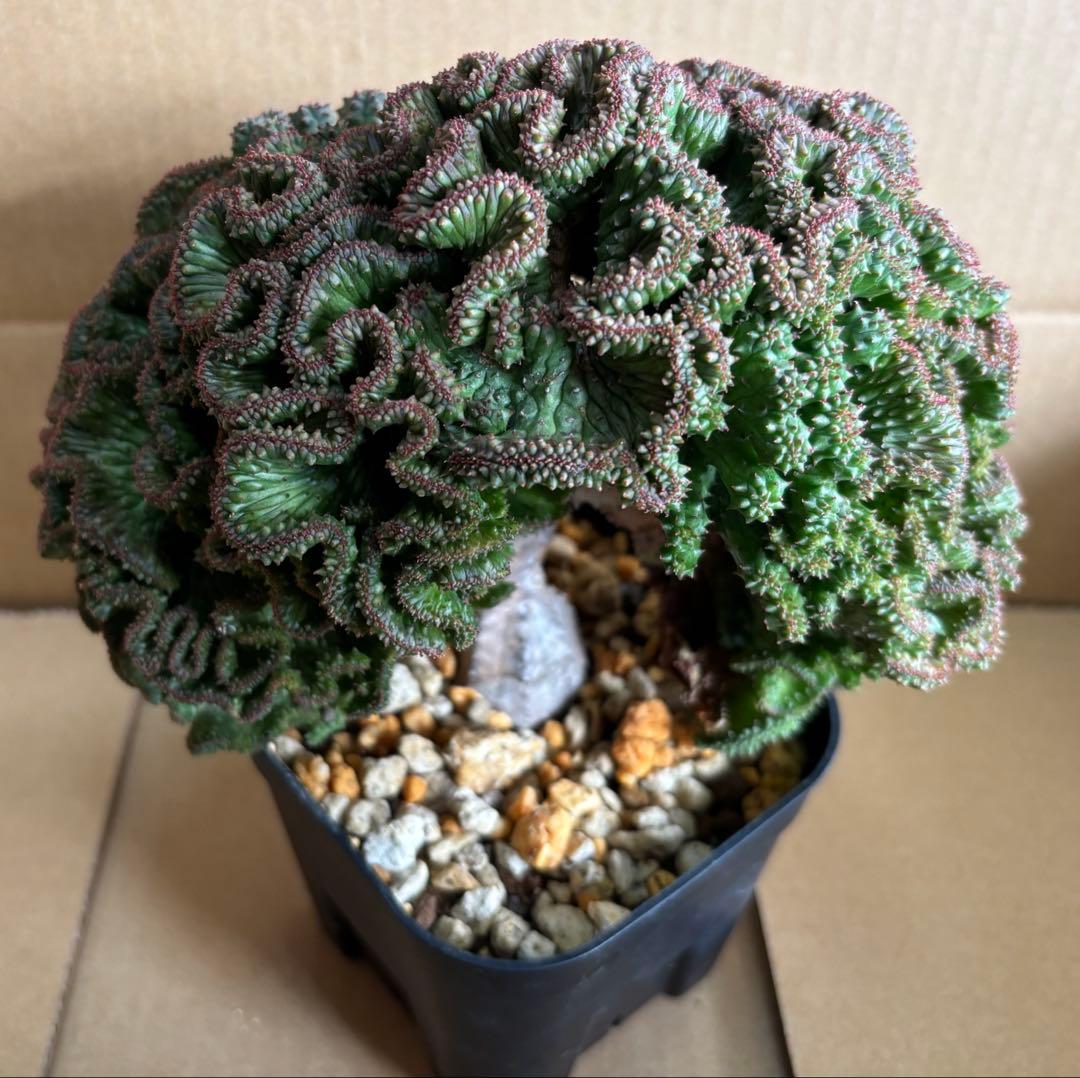 レア 大株 ユーフォルビア オベサ 綴化 抜き苗