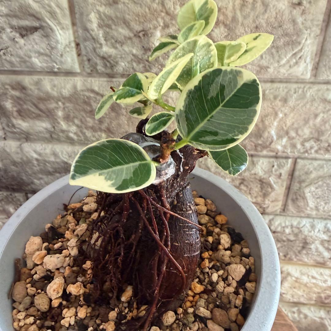 パンダガジュマル 斑入り 極上株｜三ヶ所接木｜気根発達｜発根済み｜現品