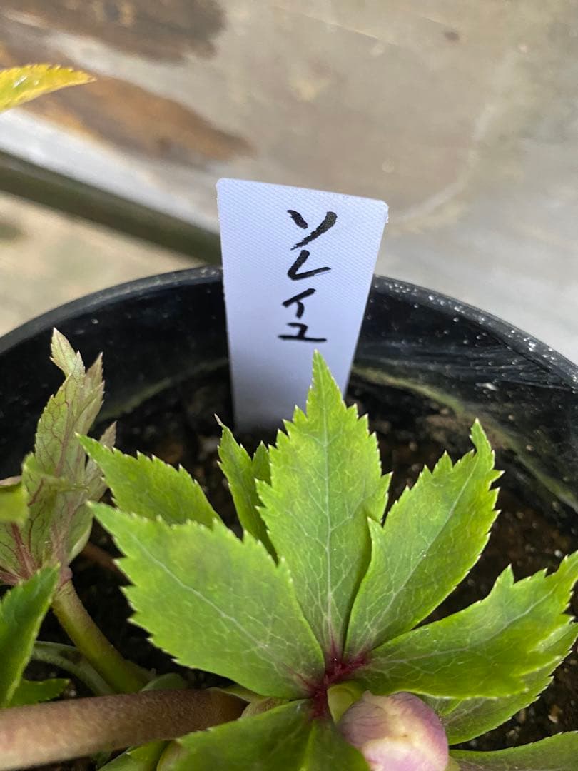 し*す様 ソレイユ　広瀬園芸