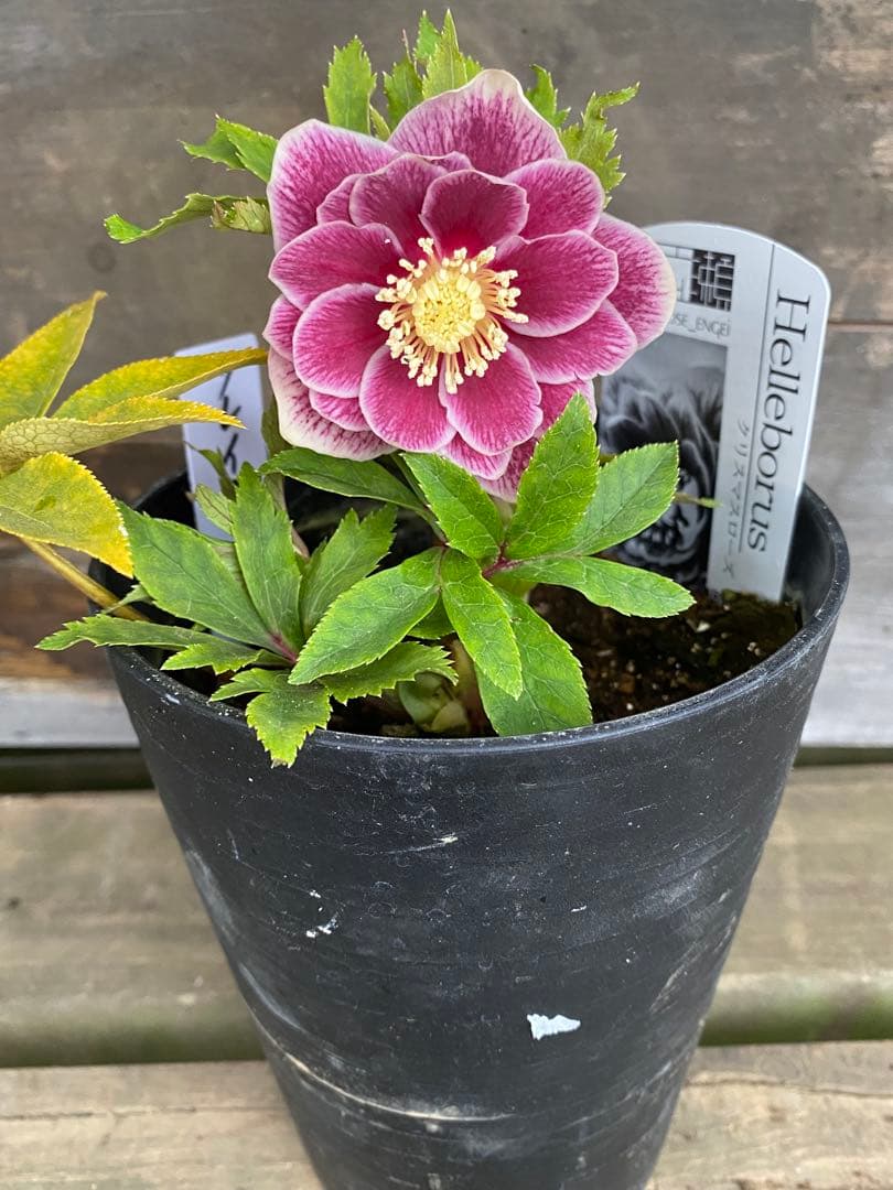 し*す様 ソレイユ　広瀬園芸