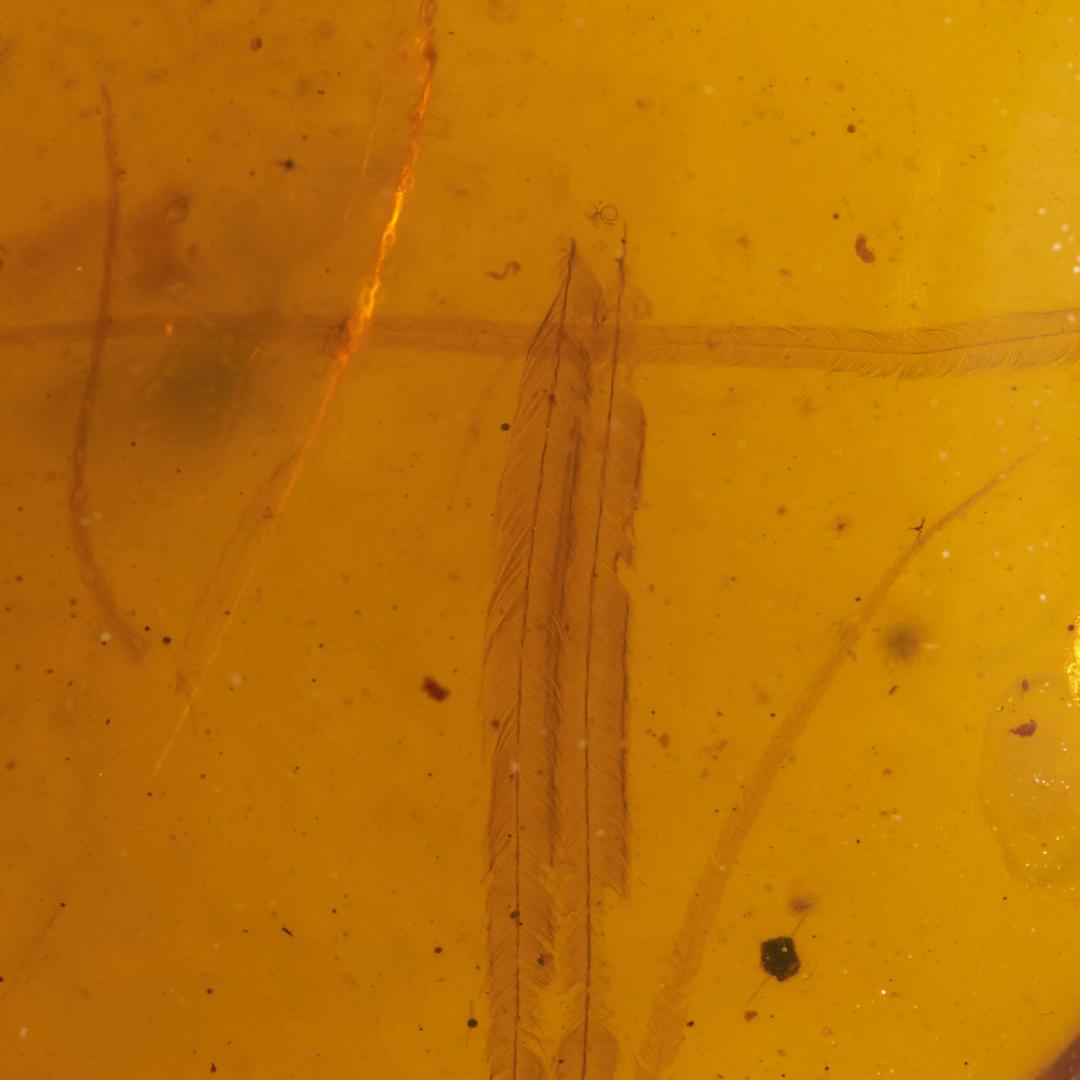 レア極上品 PA0018虫入り琥珀化石　ミャンマーカムティかタナイ9900万年前