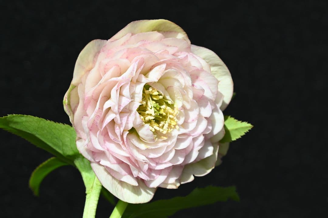 クリスマスローズ　認定ピンクアフロディーテ　加藤農園