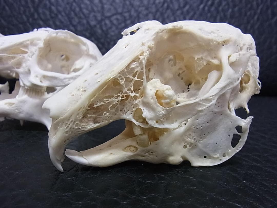 高品質　奇形ウサギ 頭骨