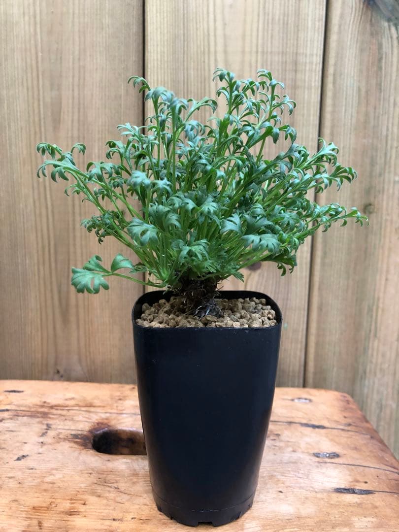 ペラルゴニウム・ヒストリクス