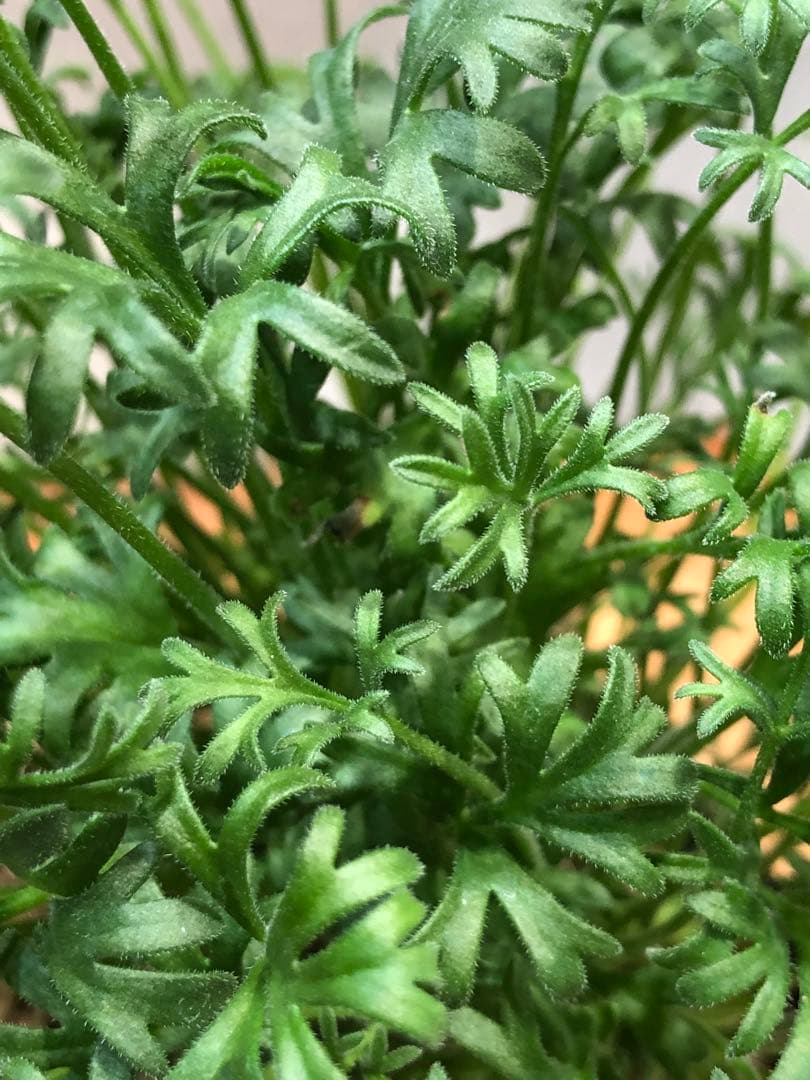 ペラルゴニウム・ヒストリクス