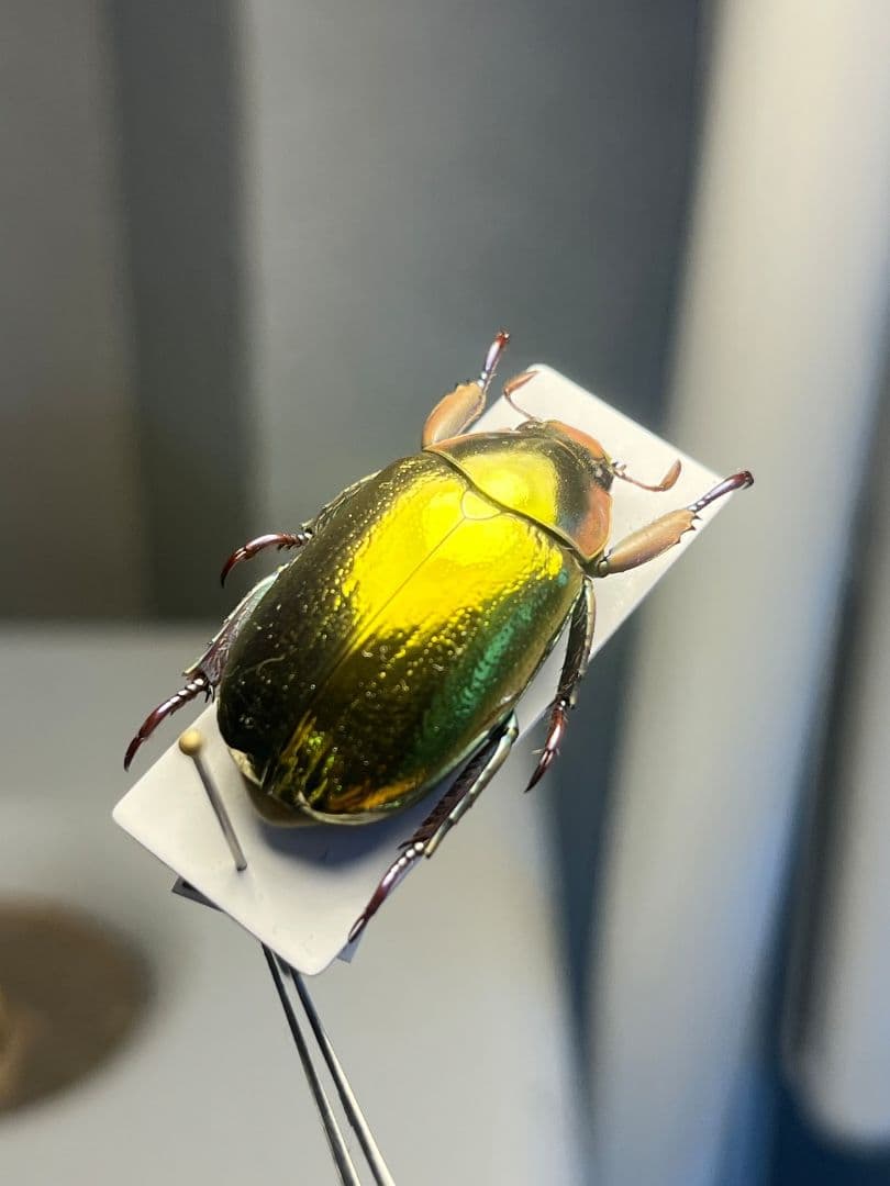 【27mm】アウリガンスプラチナコガネ 金色型 カナブン ウグイスコガネ 標本