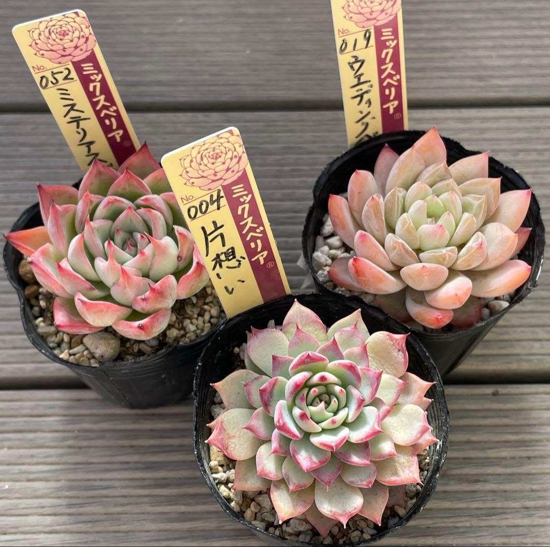 ウエディングベル　片想い　ミステリアスグラス 札付き　ミックスベリア　多肉植物
