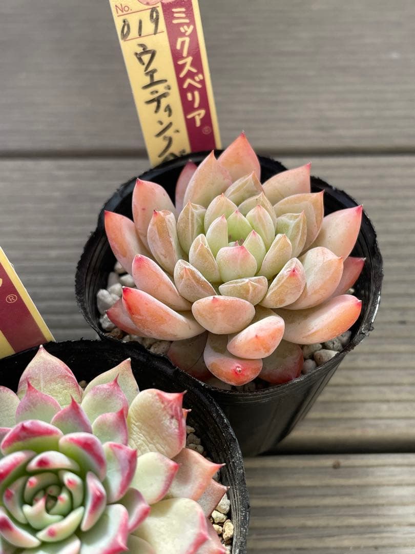 ウエディングベル　片想い　ミステリアスグラス 札付き　ミックスベリア　多肉植物