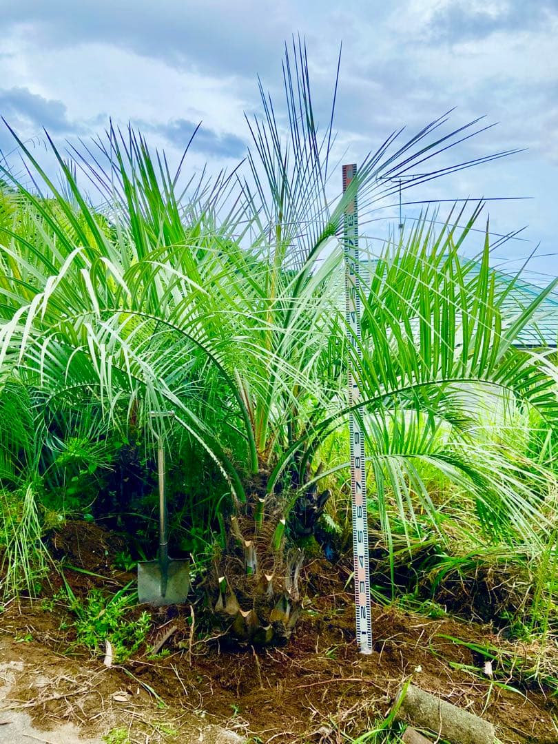 ココスヤシ　特大　耐寒性