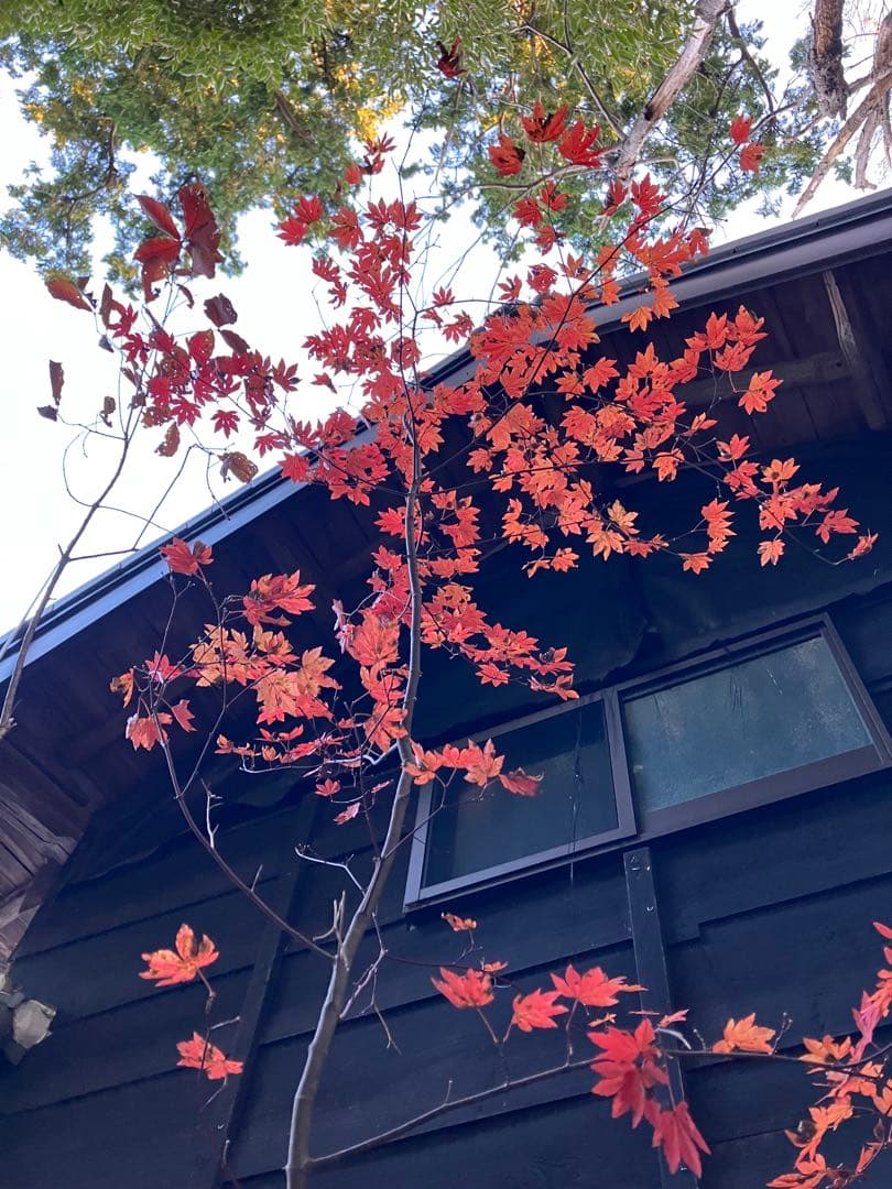 山採り　コハウチワカエデ コナラ　混合株