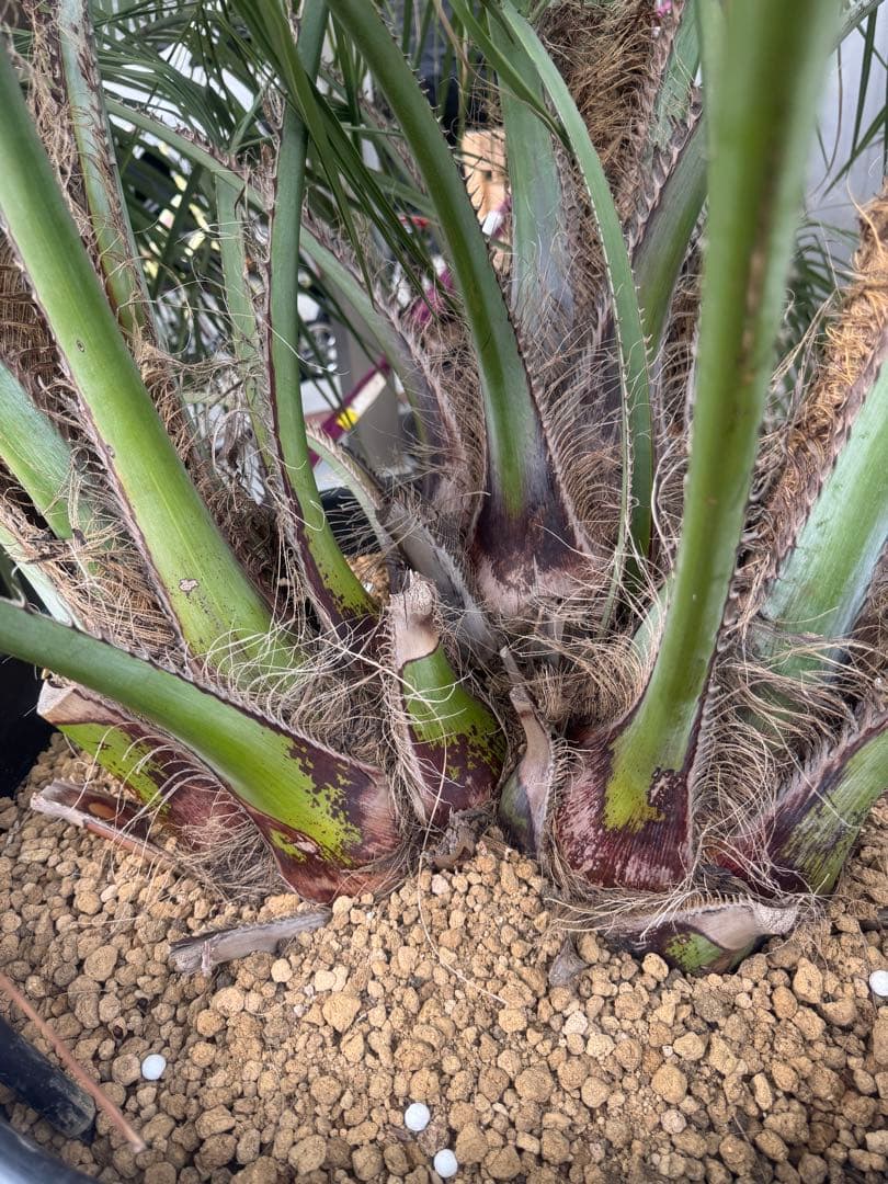 ココスヤシ　3本株立ち　引き取りor着払い限定